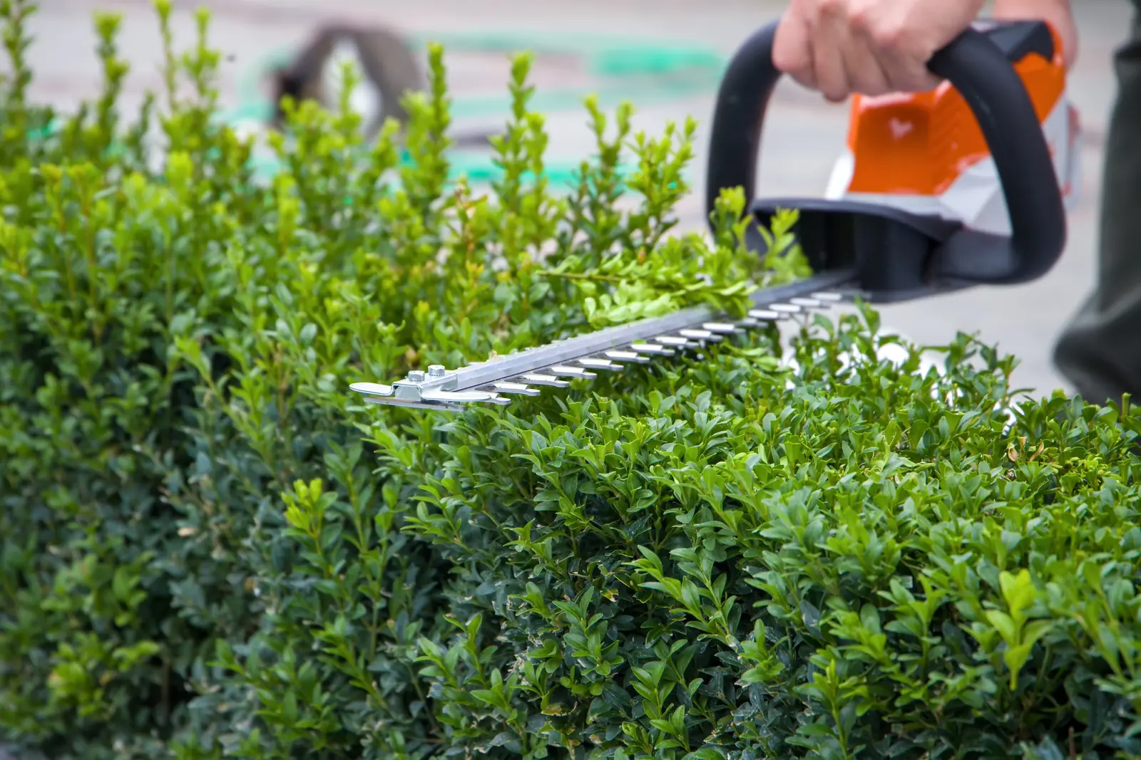 Heckenschnitt bei der Gartenpflege