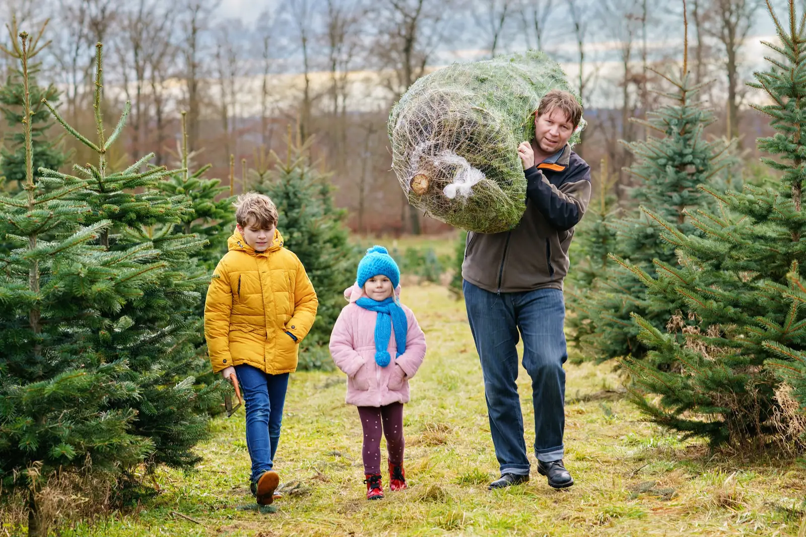 Weihnachtsbäume aus dem Verkauf in Viersen